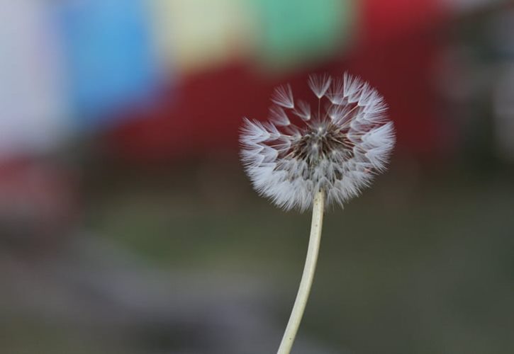 松生记的生平简介 苏轼的生平经历简介