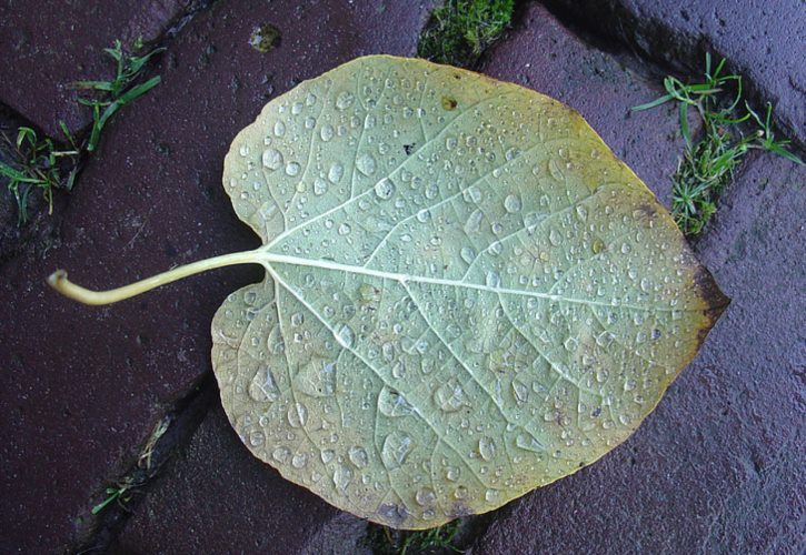 节度使 唐朝十大节度使