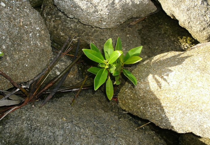 朱棣下来是谁当皇帝 朱棣后面的几代皇帝是谁