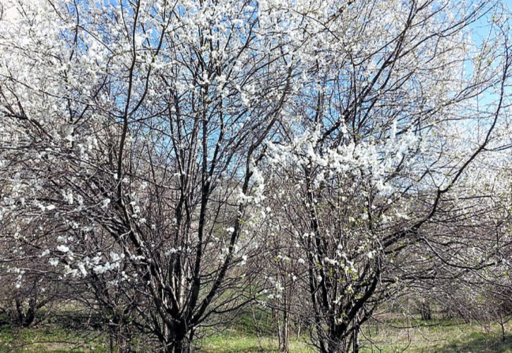 林冲的主要情节按先后顺序