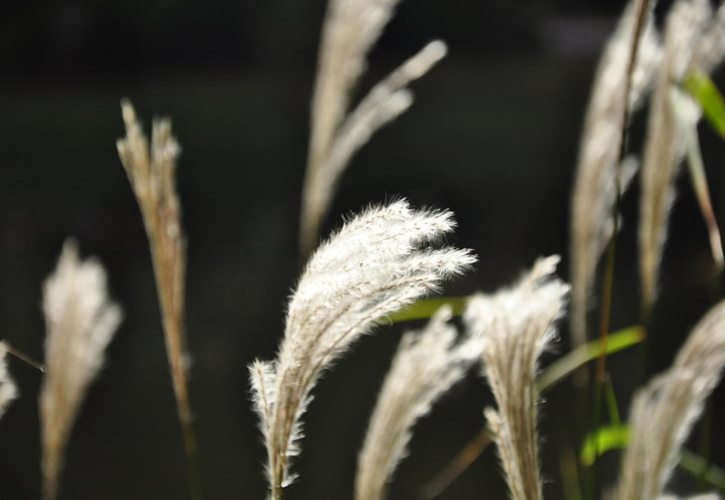 昙花一现笑春风 昙花一现的寓意