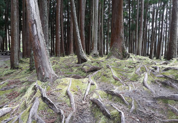 曹魏最后的六大忠臣 盘点三国时期曹魏灭亡前最后的四大忠臣