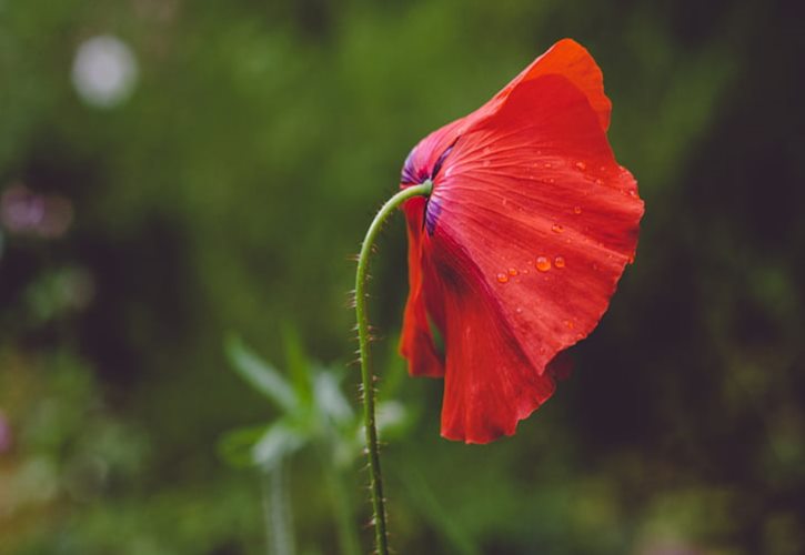 完颜重节 完颜重节结局