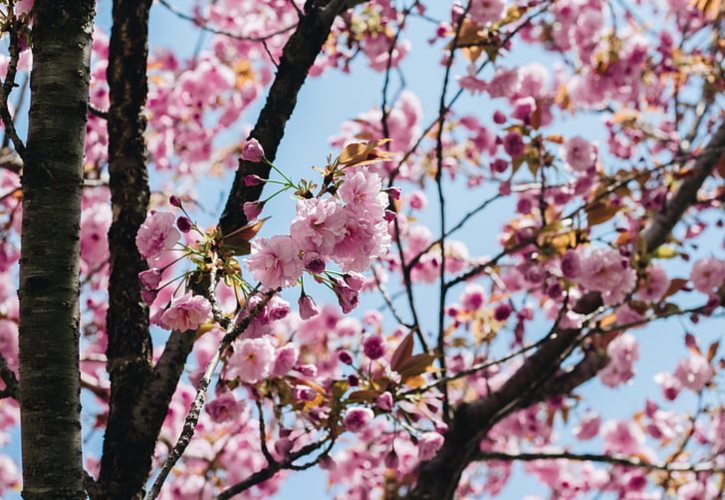 花木兰在哪里打仗 花木兰出征哪里