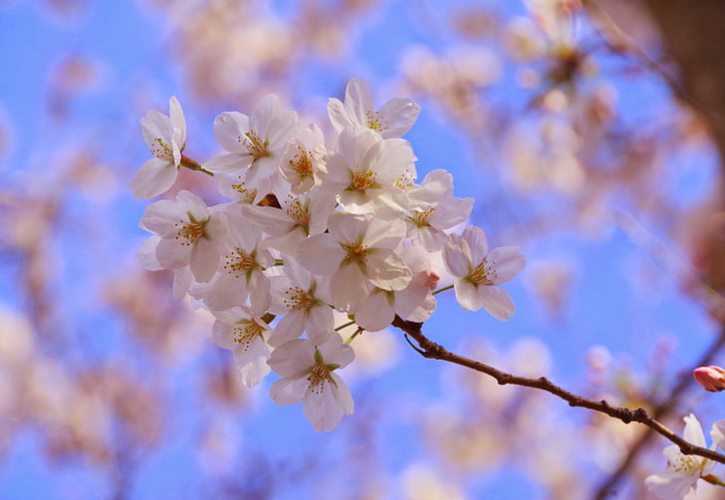 汉节的典故 汉节是什么样子的图片