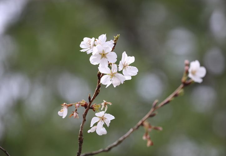 牧野之战原文 牧野之战兵力对比