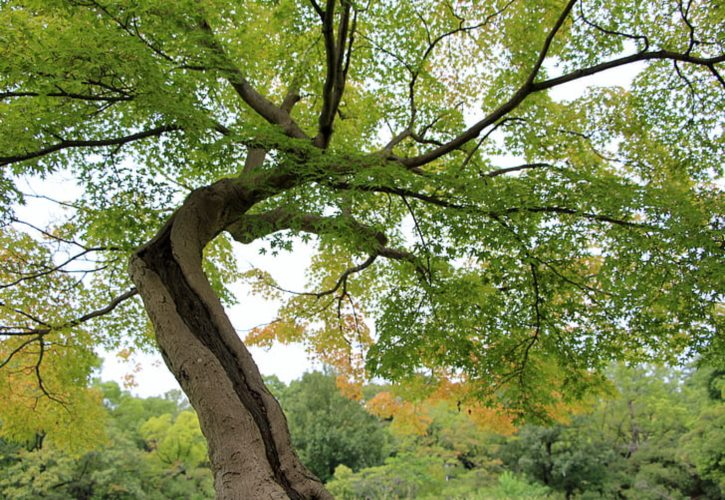 苏联战俘营的日本人 苏联日军战俘营