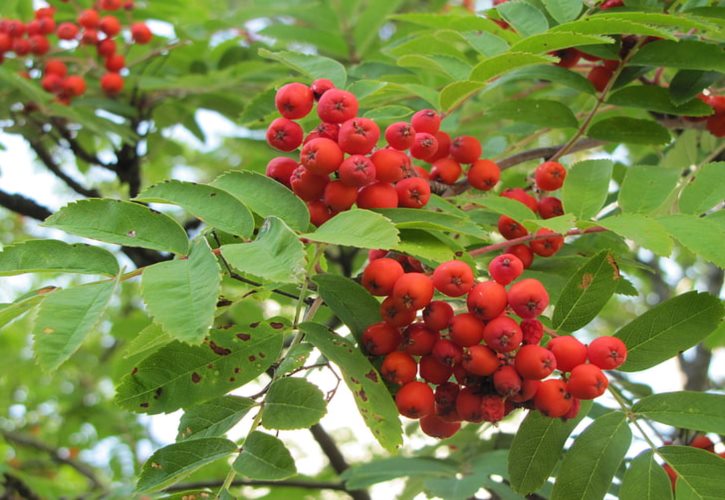 范雎和范蠡 范雎是范蠡的后人吗