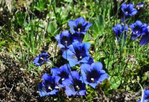 古代花钱价格 花钱价格表