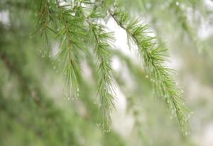 葡萄牙统治澳门 葡萄牙占领澳门多少年