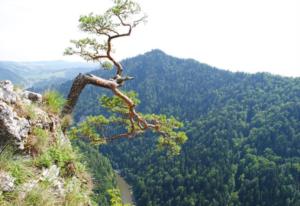 元朝控制地方的主要举措