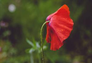 完颜重节 完颜重节结局