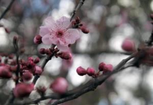 柳永一生写了多少词 柳永人生的三个阶段