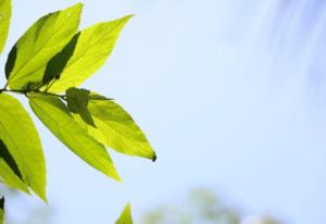 奥丁是亚洲神话中的最高天神吗