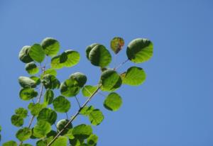 米芾书法特点 米芾对后世的影响