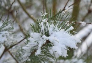 重阳节为什么要登高插茱萸