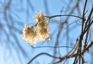 拓跋焘简介 拓跋焘与花木兰