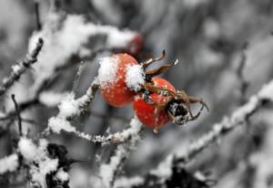 雪中悍刀行王遂真实身份