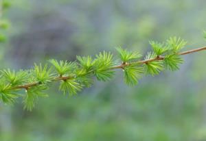 汉景帝杀刘荣 汉景帝杀刘荣后悔了吗