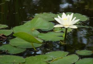 中秋节在农历多少号 中秋节是农历八月十五吗