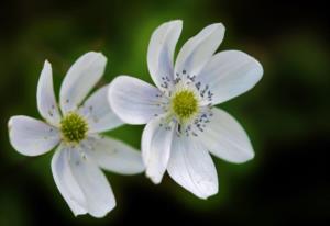 冰箱冷藏温度怎么调 正确调节冰箱温度的方法