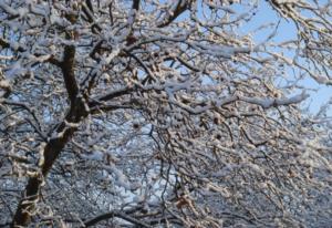 曹雪芹代表作品 曹雪芹写过哪些作品